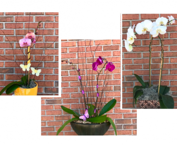 Potted Orchid Plant