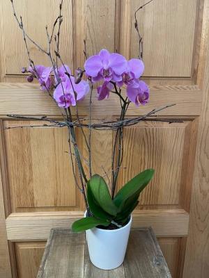 Potted Orchid Plant Best Seller!