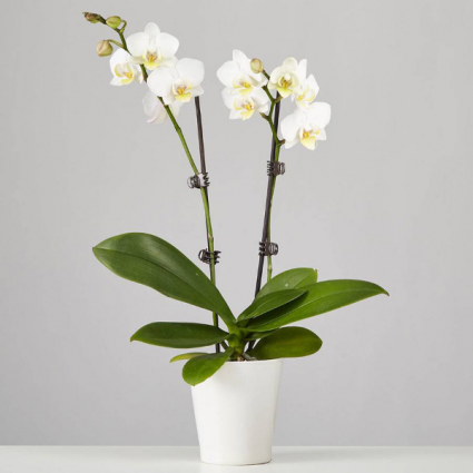Potted Orchid Plant
