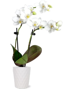 Potted Orchid Plant 