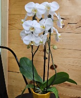 Potted Orchid Plant 