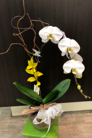 Potted Orchid Plant Blooming Plant