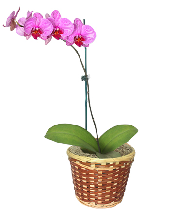 POTTED ORCHID PLANT Blooming Plant in Ozone Park, NY | Heavenly Florist