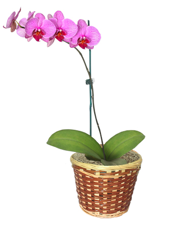 POTTED ORCHID PLANT Blooming Plant in Dunnellon, FL | Blue Creek Florist