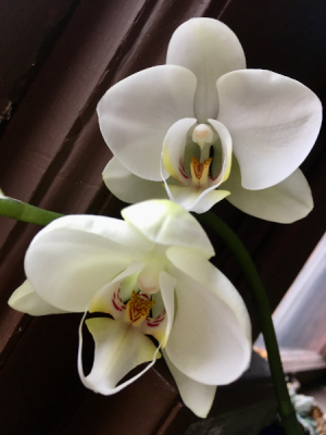 Potted Orchid Plant Phalaenopsis hybrid in South Milwaukee, WI | PARKWAY FLORAL INC. Potted Orchid Plant Phalaenopsis hybrid in South Milwaukee, WI | PARKWAY FLORAL INC.