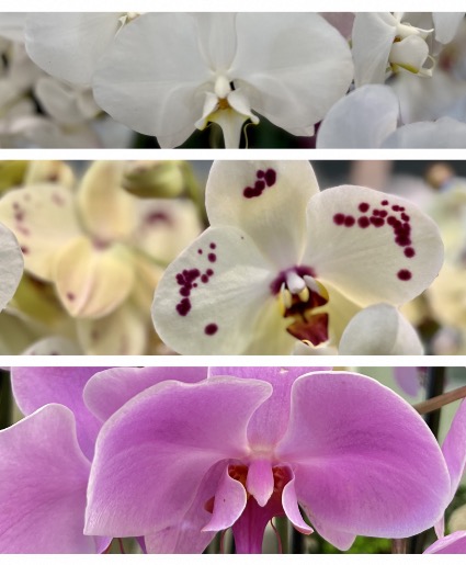 Potted orchid plants Potted orchid plants
