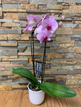 Potted Orchid Potted Plant
