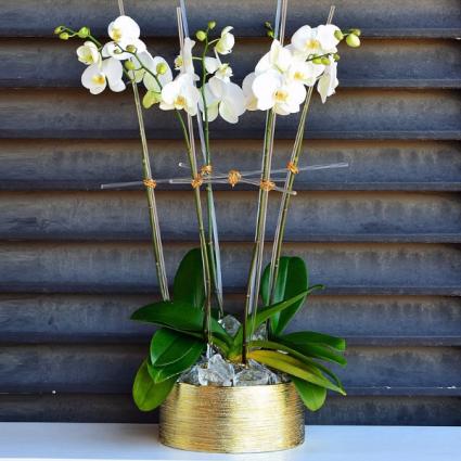 Potted Orchids  