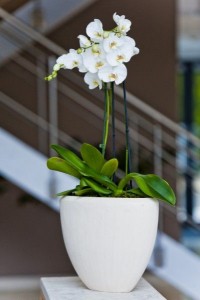 Potted orchids Potted Plants in Oakville, ON | ANN'S FLOWER BOUTIQUE-Wedding & Event Florist Potted orchids Potted Plants in Oakville, ON | ANN'S FLOWER BOUTIQUE-Wedding & Event Florist