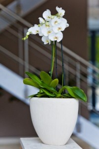 Potted orchids  Potted Plants 
