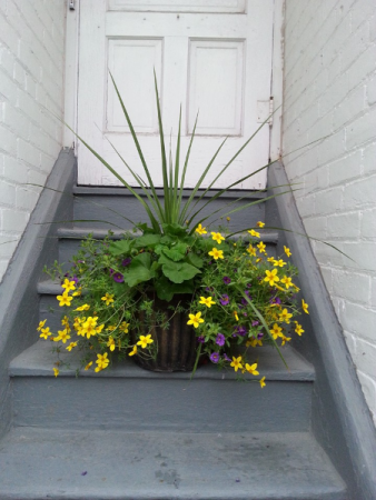 Potted Outdoor Plant