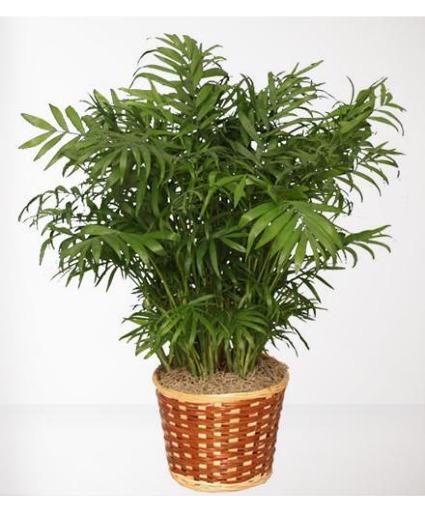 Potted Palm 