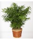Potted Palm 