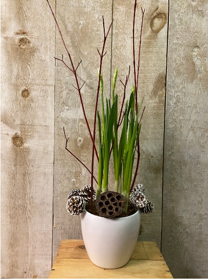 Potted Paperwhites are here! in ceramic pot with seasonal elements 