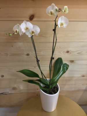 Potted Phalaenopsis Orchid in Osoyoos, BC | POLKA DOT DOOR Potted Phalaenopsis Orchid in Osoyoos, BC | POLKA DOT DOOR