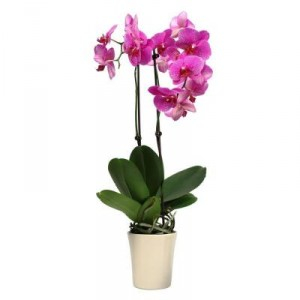 Potted Phalaenopsis Plant Orchid Plant