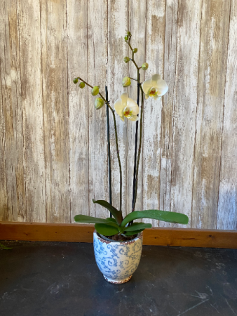 Potted Phaleanopsis Orchid Blooming Plant