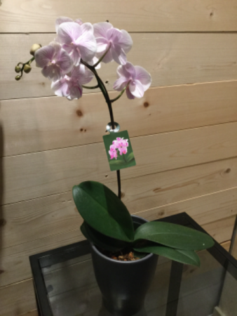 Potted Orchid Plant 