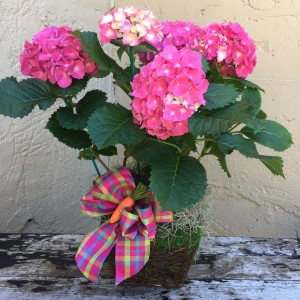 Potted Pink Hydrangea Blooming Plant