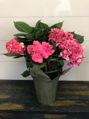 Pink Hydrangea Perennial Potted Plant