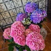 Potted Pink Hydrangea  Plant