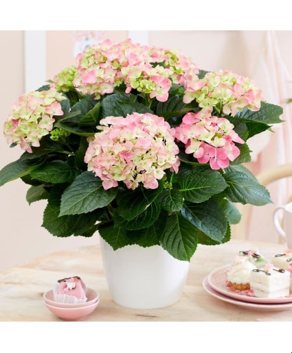 Potted Pink Hydrangea Plant Mother's Day