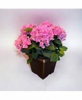Potted Pink Hydrangea Potted 