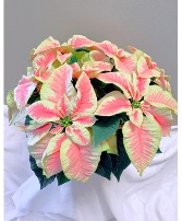 Potted Pink Poinsettia  