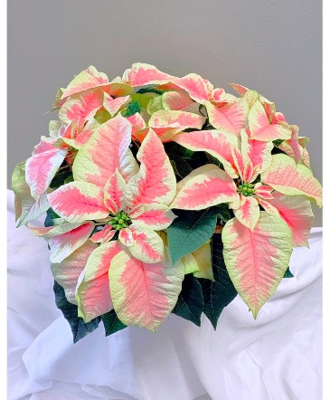 Potted Pink Poinsettia   in Virginia Beach, VA | Flower Lady