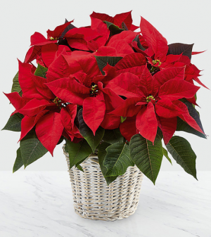Poinsettia A Christmas Tradition in Sudbury, ON | BELLA FLORA Poinsettia A Christmas Tradition in Sudbury, ON | BELLA FLORA