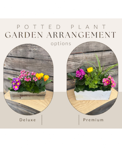 Potted Plant Garden Arrangement  Designers Choice 