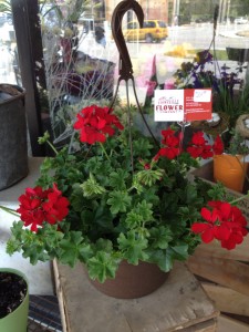 POTTED PLANTS Potted Plant