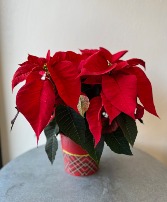 Potted Poinsettia 