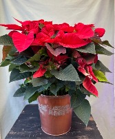 8'' Red Poinsettia 