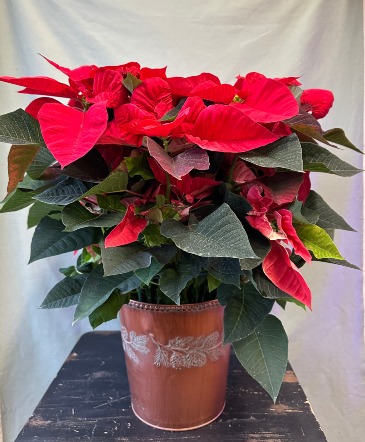 8'' Red Poinsettia  in La Grande, OR | FITZGERALD FLOWERS