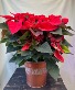 8'' Red Poinsettia 
