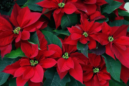 Potted Poinsettia Plant