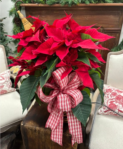 Potted Poinsettia with Bow Potted Plant
