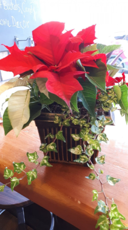 Potted Poinsettia with Kalachoe and ivy  