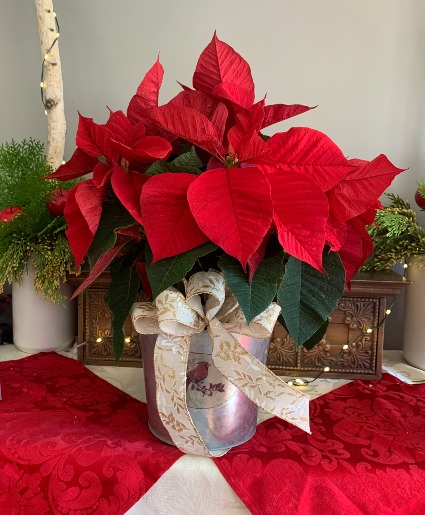 Potted pointsettia in assorted colors 