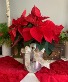 Poinsettia -Assorted Colors to choose  