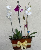 Premium Potted Orchid Plant 