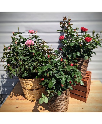 Potted Rose Bush