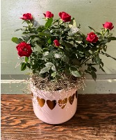 Potted Rose bush  in 6" ceramic pot 