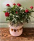 Potted Rose bush  in 6" ceramic pot 