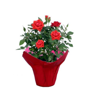 potted roses color may vary