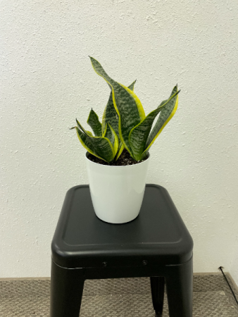 Potted Snake Plant House Plant in Richfield, UT | Lily's Floral & Gift