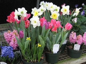 POTTED SPRING BULB PLANTS in Springfield, VT | WOODBURY FLORIST POTTED SPRING BULB PLANTS in Springfield, VT | WOODBURY FLORIST