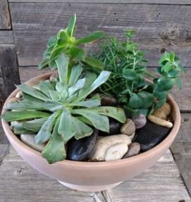 Potted Succulent Garden Plants