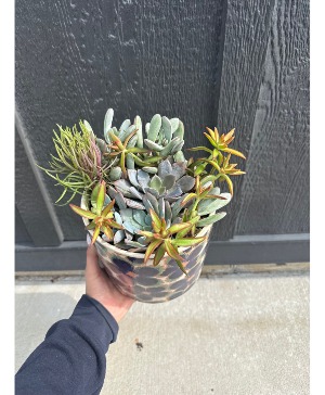 Potted Succulent Plants  